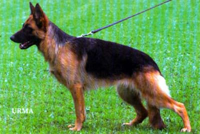 Verra vom Hawelkaweg | German Shepherd Dog 
