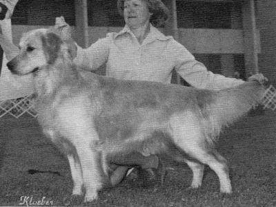 Beaumaris Sunshine Scotsman | Golden Retriever 