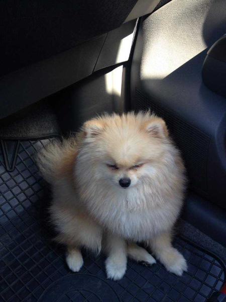 Bolero Pukuotas Pasalunas | German Spitz 