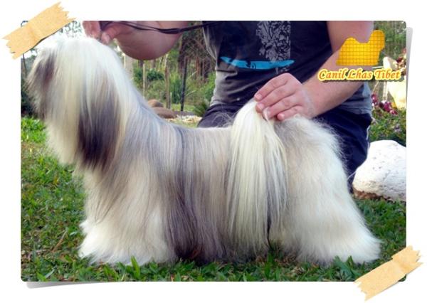 Analu Shantala Of Kingdon Rock'S | Lhasa Apso 