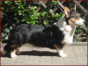 Brawos A Kuku | Cardigan Welsh Corgi 