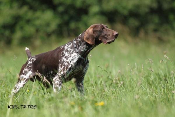 Eyder du Pied du Mont | German Shorthaired Pointer 