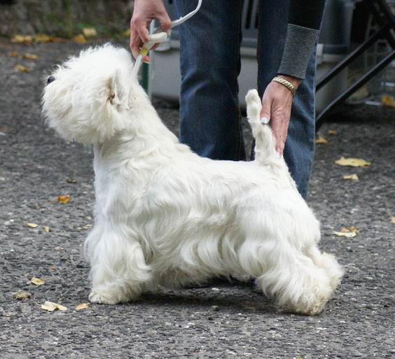CROSS MY HEART du Moulin de Mac Gregor | West Highland White Terrier 