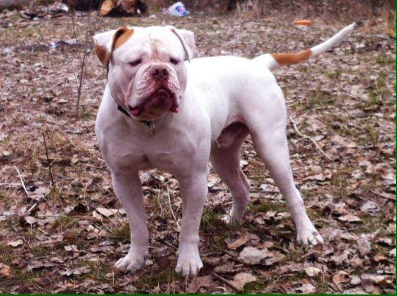 YASHA | American Bulldog 