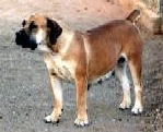 Middelpos Zeranti | African Boerboel 