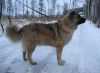 Skazka Iz Svetlogo Doma | Caucasian Mountain Dog 