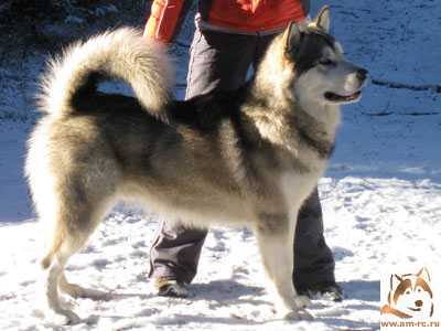 Volnyj veter | Alaskan Malamute 