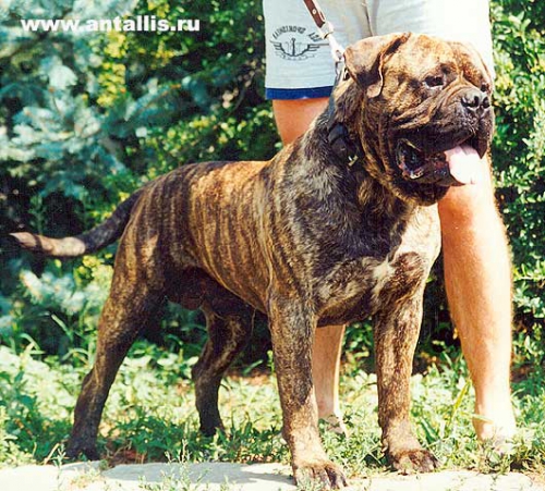 FRANK SESIBO | Bullmastiff 