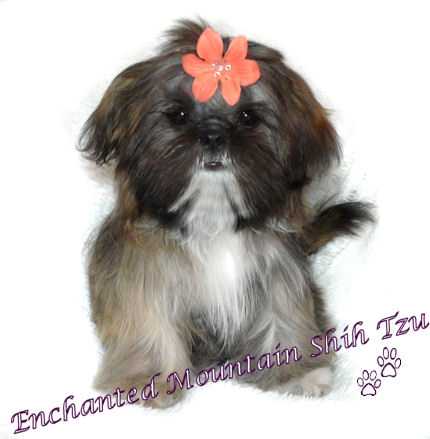 Enchanted Mountains Pebbles In My Pocket | Shih Tzu 