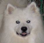 BeSota's Jungle Fever | American Eskimo Dog 