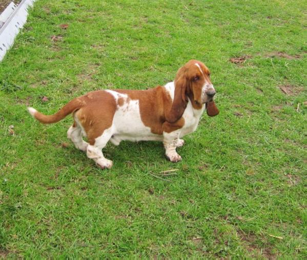 Gueust du grand barnum | Basset Hound 