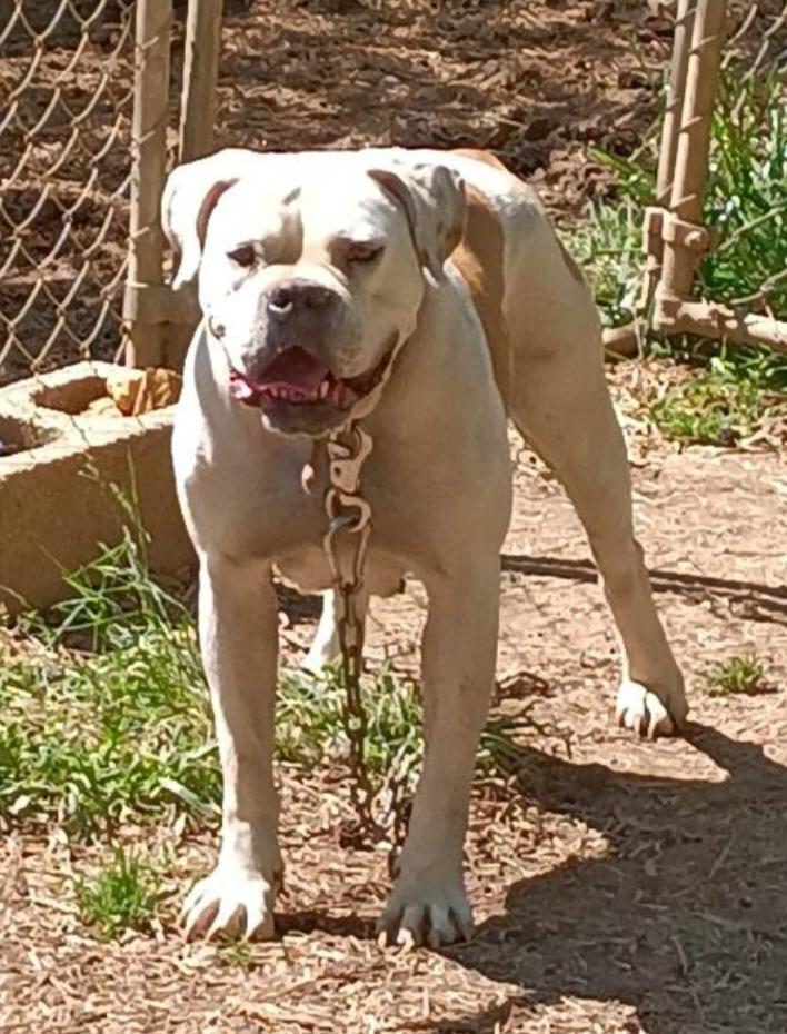 Burton's Chica of Jam Up (aka Butter cup) | American Bulldog 