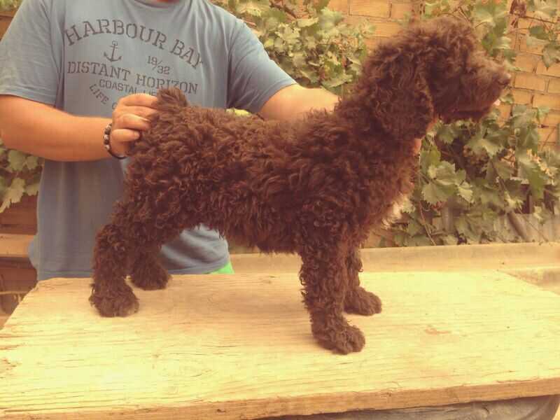 Maestranza de Guadalteba | Spanish Water Dog 