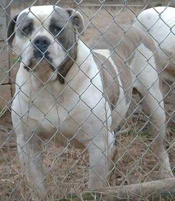 Johnson's Big Buck 3 | American Bulldog 