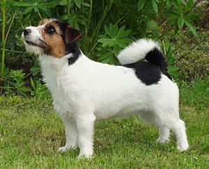 Inverbrae Dona Trista | Jack Russell Terrier 