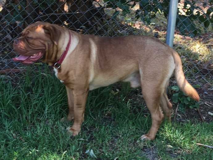 Taureauxroug Domino Effect | Dogue de Bordeaux 