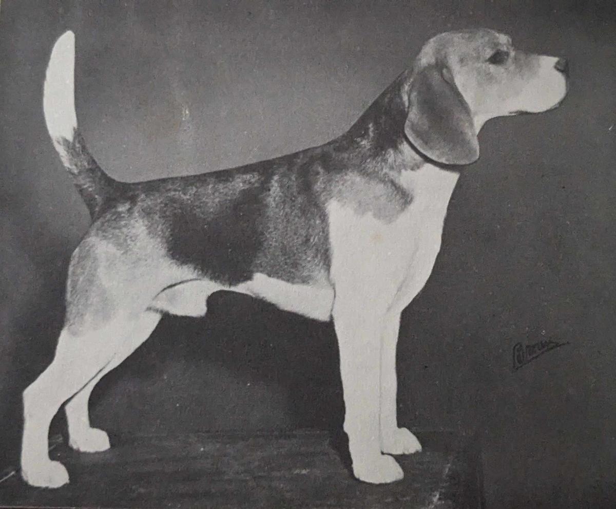 Chessman of Walnut Hall | Beagle 