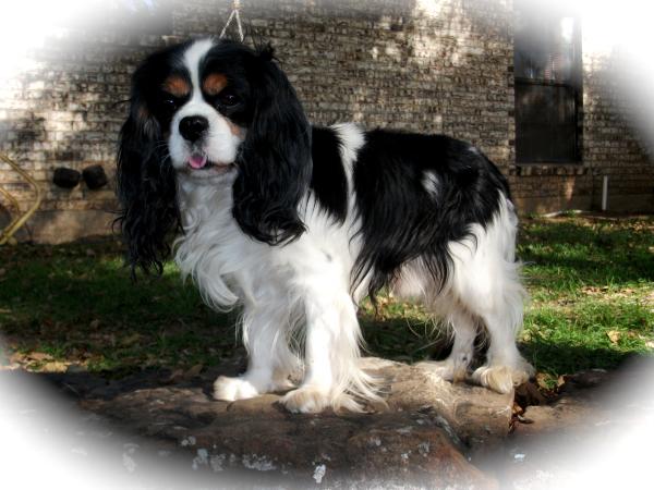 Majestic Just Tuff Enough | Cavalier King Charles Spaniel 