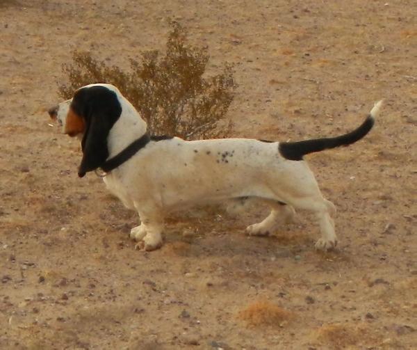 King Sagmen Thee Mojave Basset | Basset Hound 