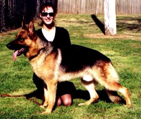 Andor vom Ebnisee | German Shepherd Dog 