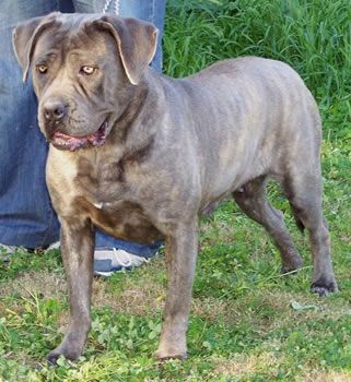 DDDawgs FIORA BLU | Cane Corso 