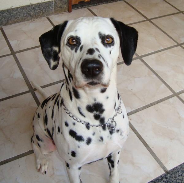 HHH Kyra Shu of Rocha | Dalmatian 