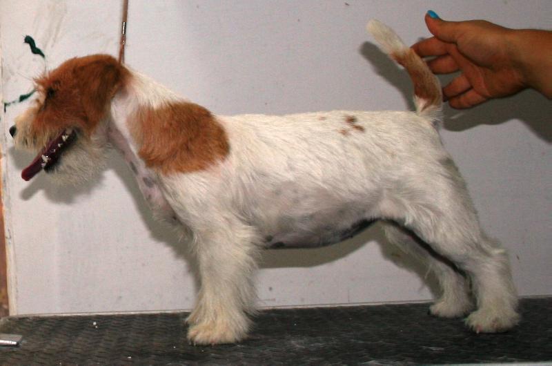 ROYAL DI SAN RUFFINO JACK INDIMENTICABILE | Jack Russell Terrier 