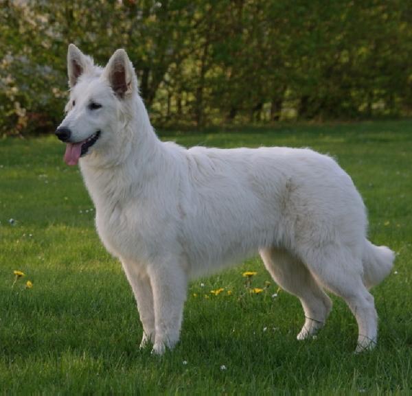 Elite one of trebons berger blanc | White Swiss Shepherd Dog 