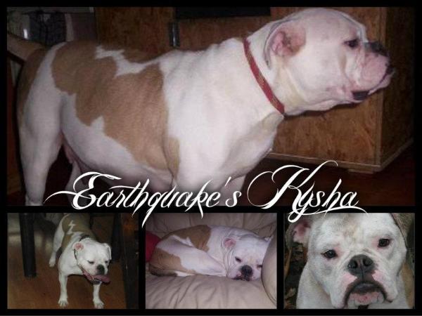 Earthquake Kysha | Olde English Bulldogge 