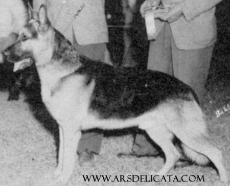 Tell von Colonia Agrippina | German Shepherd Dog 