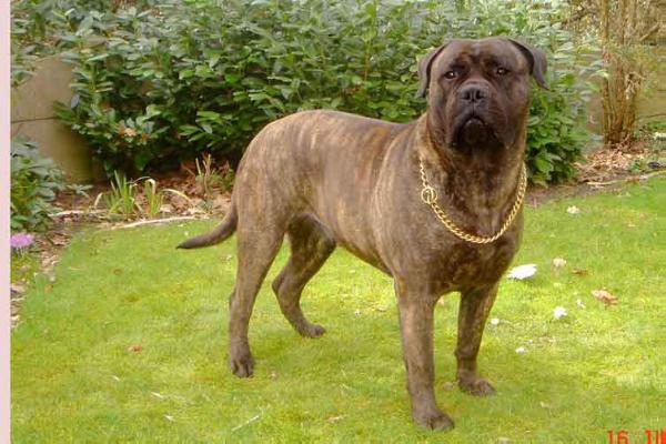 Frankental Fame | Bullmastiff 