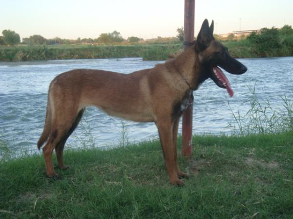 Hashis [Tokunaga] | Belgian Malinois 