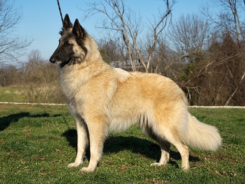 Aftershock Light Breeze | Belgian Tervuren 