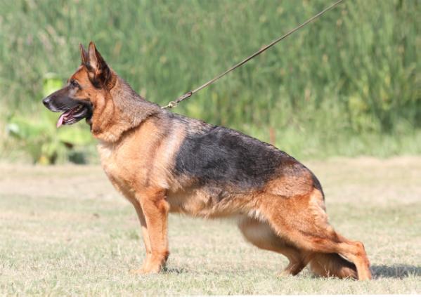 Ria II vom Baruther Land | German Shepherd Dog 