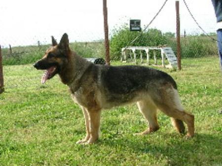 Alena vom Bernhardinerhof | German Shepherd Dog 