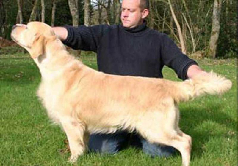 Underground Funk du domaine des rives de L'erdre | Golden Retriever 