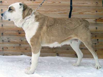 Torre Leal Taisha | Central Asian Shepherd Dog 