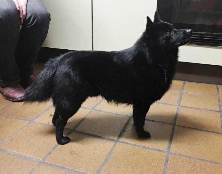 Skeppsklockans Honda | Schipperke 