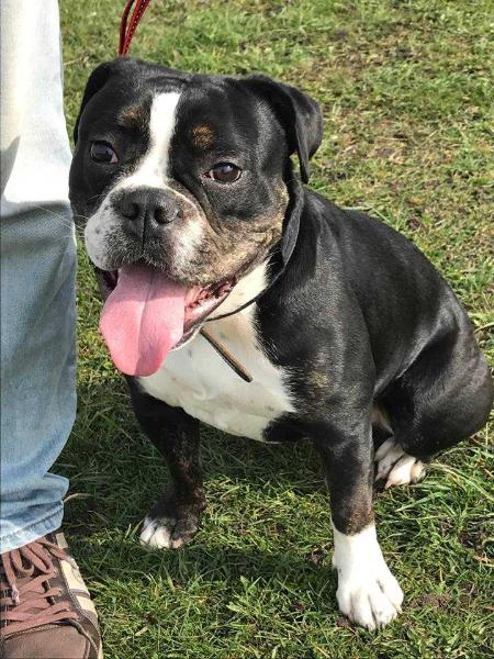 Catobulls Johanne | Olde English Bulldogge 