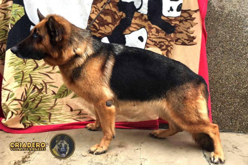 Siana de Casa de Campo | German Shepherd Dog 