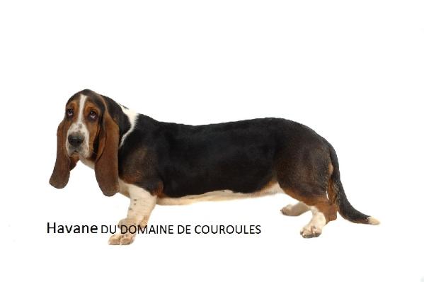 Havanne du domaine de couroules | Basset Hound 