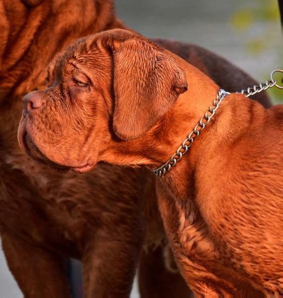 Angel Heart Dardania Domus | Dogue de Bordeaux 