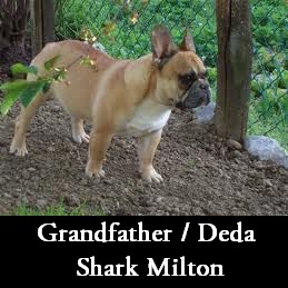 Shark Milton | French Bulldog 