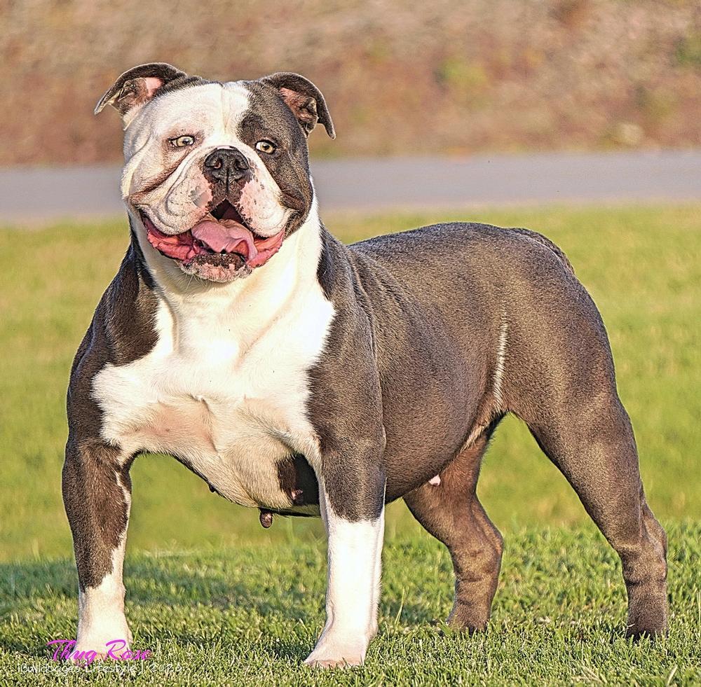 Bulky Built's Thug Rose @ ibulldogges | Olde English Bulldogge 