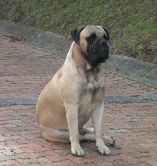 ABNER ANTARES DEL ALBA | Bullmastiff 