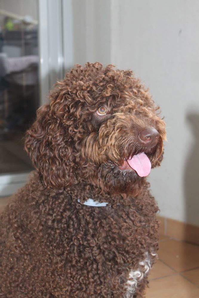 HURGON DE GUADALTEBA | Spanish Water Dog 