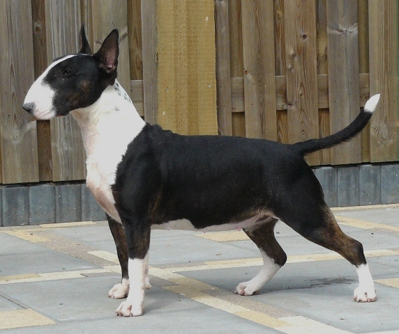 Activior Black Ice | Bull Terrier 