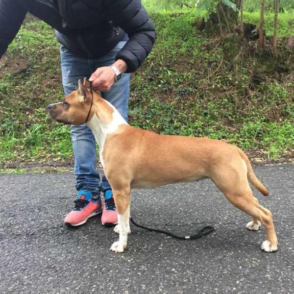 Lobotown original | American Staffordshire Terrier 