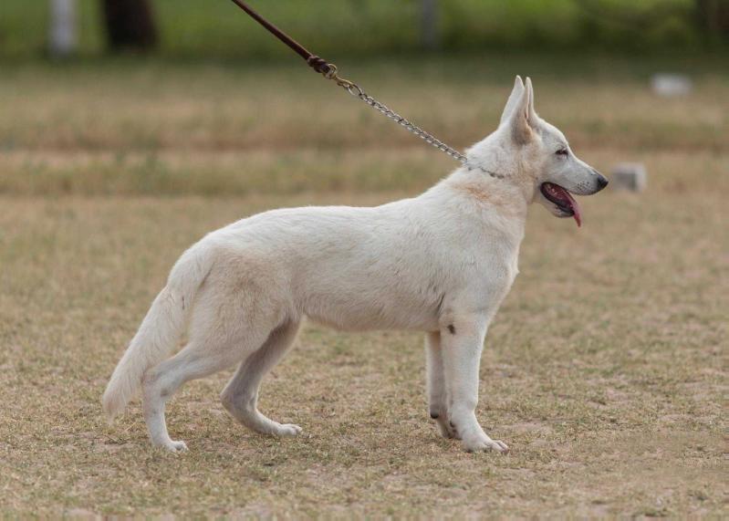 Branka das Dunas Vom House Savacium | White Swiss Shepherd Dog 