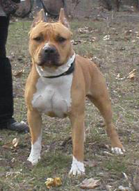 Royal Caprice Bonita Oj | American Staffordshire Terrier 